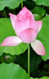 Images of Buddha In Lotus Flower