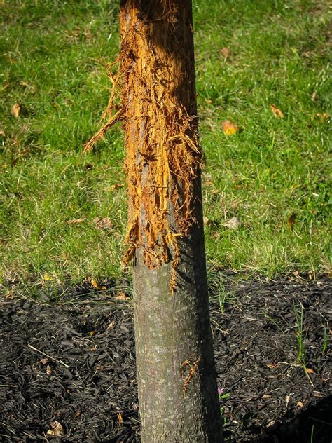 We did not find results for: Best Deer Resistant Plants and Shrubs For Your Area | The ...
