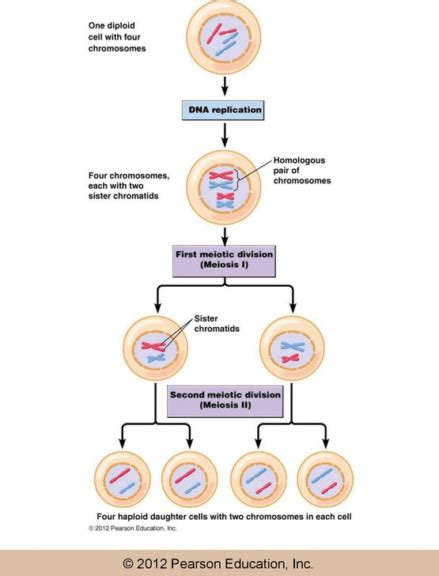 Meiosis Function Phases And Examples Biology Online Dictionary