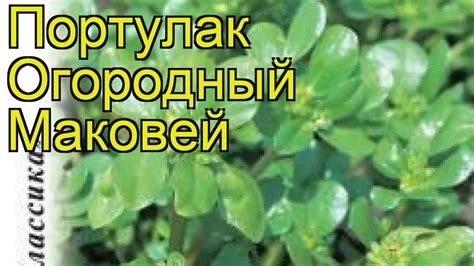 Check spelling or type a new query. Портулак огородный Маковей. Краткий обзор, описание ...