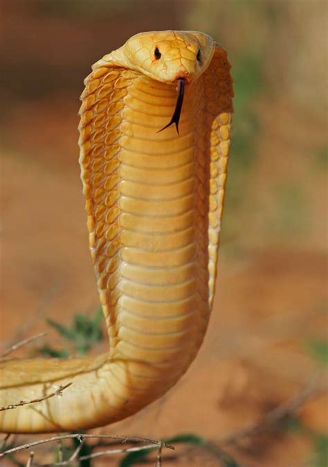 Cobras Dreadful Snakes