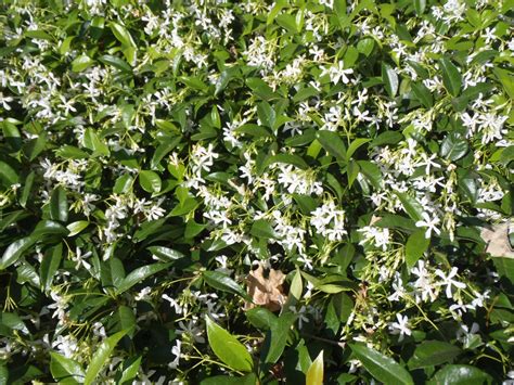 Trachelospermum Jasminoides Confederate Jasmine Star Jasmine North