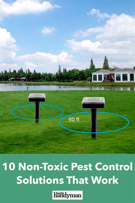 10 Non Toxic Pest Control Solutions That Really Work Pest Control