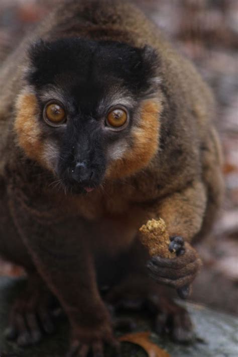 Collared Brown Lemur Binder Park Zoo