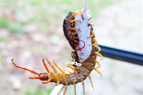 When Centipedes Prey On Mice Stay Away From Them Centipede Weird