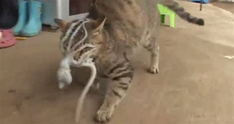 Octopus Grabs On To Cats Face After Feline Attempts To Eat It Video