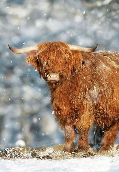 Canvas Print Of Ush 3922 M Scottish Highland Bull In Snow Print