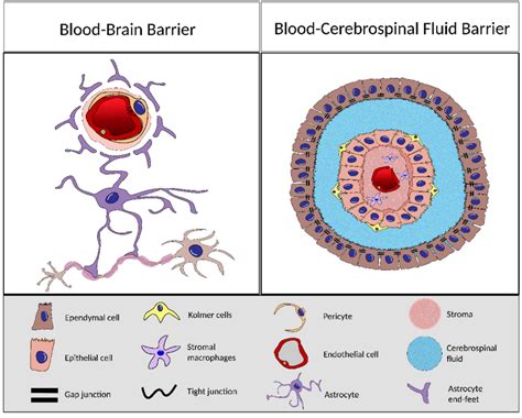 The Choroid Plexus Cp And The Blood Cerebrospinal Barrier Bcsfb