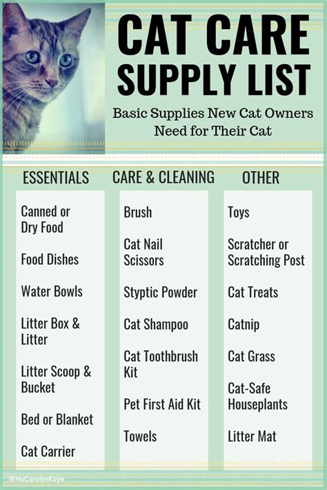Cat Care 101 A Guide For New Cat Owners Cat Care Tips Cat Care Cat