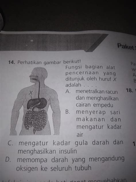 Perhatikan Gambar Organ Berikut Bagian Yang Ditunjukkan Oleh Huruf X