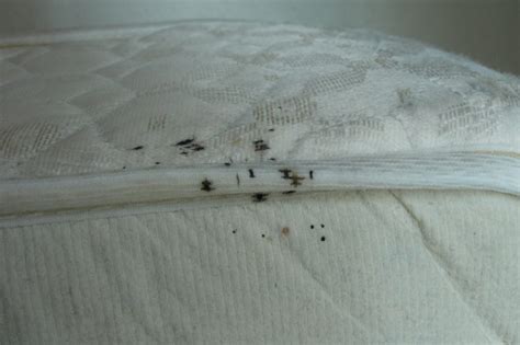 Bed Bug Prevention Pest Control Blog Orange County