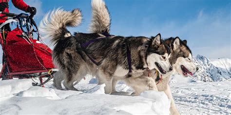 10 Dog Breeds That Love The Snow Martha Stewart