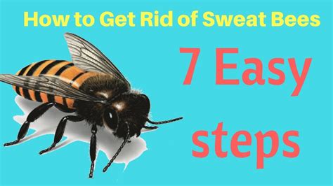 How To Get Rid Of Sweat Bees In Yard Without Professional Help Fast