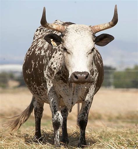 Nguni Cattle Breed Informed Farmers Nguni Cattle Nguni Nguni Cows