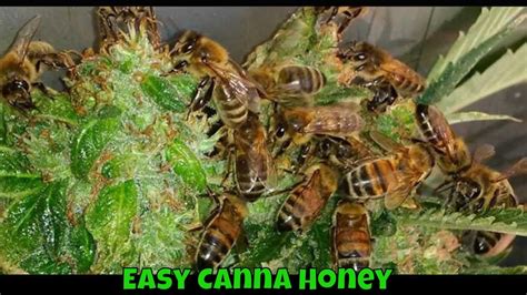 How To Make Cannabis Infused Honey For Beginners Part 1 Youtube