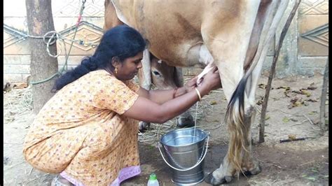 Milking Cows In India Milking Cows By Hand Cow Milking By Hand