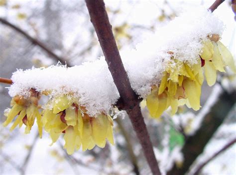 Chimonanthus Praecox Wintersweet Scented Shrub Winter Flowering