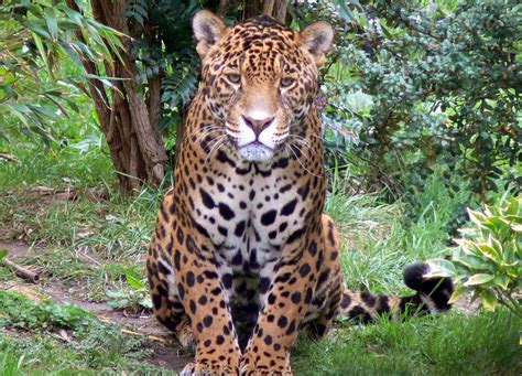 Hella ogo to www bing com bkohgg5wjipomm you can download the codes simulator codes or anything you need about hella ogo to www bing com here on this site arletta rieser. JAGUAR - Bing Images (With images) | Big cats, Jaguar, Animals