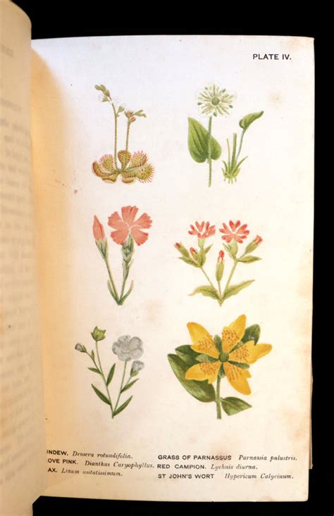 1880 Rare Floriography Book ~ The Language Of Flowers By Robert Tyas