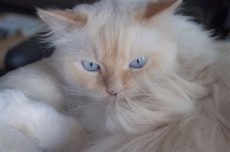 Find images of cat with blue eyes. Free Images : white, pet, kitten, blue eye, close up, nose ...