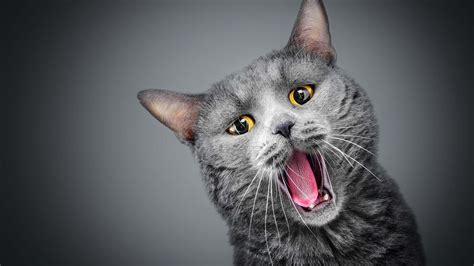 Gray Cat Meowing Uhd 4k Wallpaper Pixelz