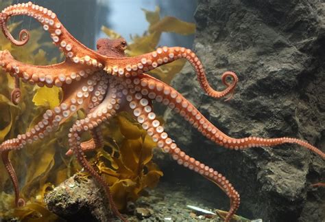 this is how super smart octopuses are