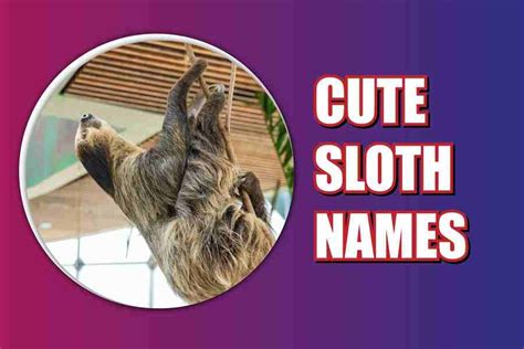 180 Cute Sloth Names Picking The Perfect Name Symboli Mag
