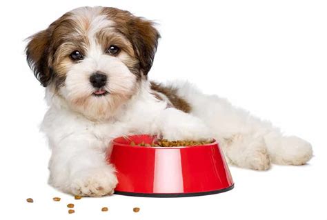 Havanese Dogs The Good And The Bad About This Dog Breed K9 Web