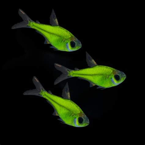 Electric Green Glofish Pristella Tetra Pristella Maxillaris