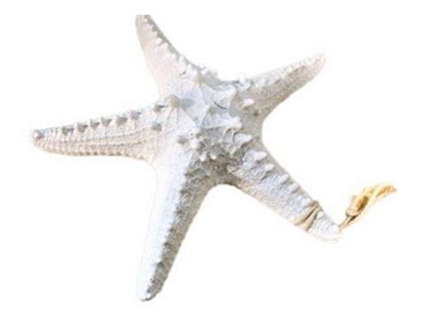 Estrela Do Mar Sereia Ariel 14x14cm Porcelana Pronta Entrega