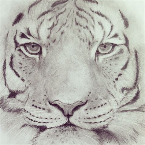 Elena Whitman Animal Drawings Drawings Tiger Drawing