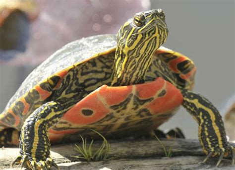 Painted Turtle Chrysemys Picta Reptile Breed Hypoallergenic Health