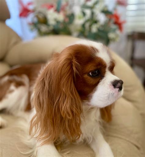 King Charles Spaniels Cavalier King Charles Spaniels Puppies For Sale