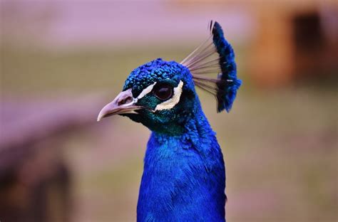 รูปภาพ สัตว์ป่า ปาก สีน้ำเงิน มีสีสัน นกยูง ขนนก ใกล้ชิด หัว