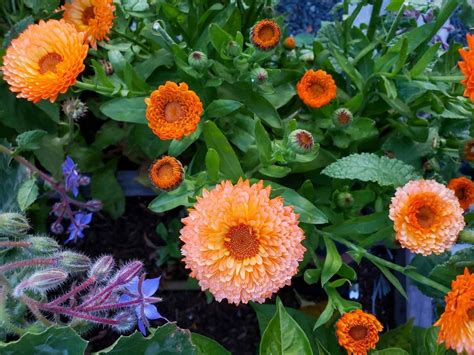 Come Learn About The 7 Best Easy Annual Companion Flowers To Grow From