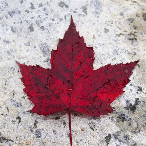 Leaf On A Rock Im Not Wanting Fall To End 🍁 Redleaf Journeybe