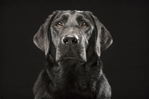 Mans Portrait Photos In Defence Of Black Dogs Take Off