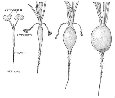 Botany Professor The Underground Plant Movement