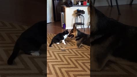 Cat Attacks Dog Youtube