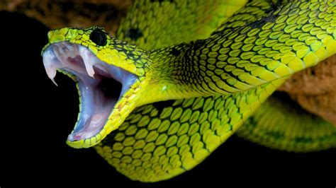 Front And Rear Fanged Snake Envenomation Systems Owlcation