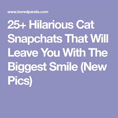 Funny Cat Memes Funny Cats Hilarious Cat Language Funny Cat Photos