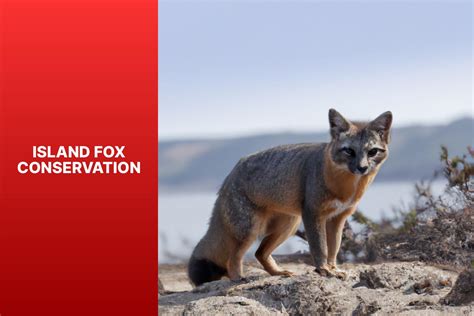 Island Fox Conservation Protecting And Preserving This Endangered