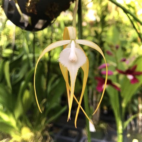 Brassavola Cucullata — Palmer Orchids