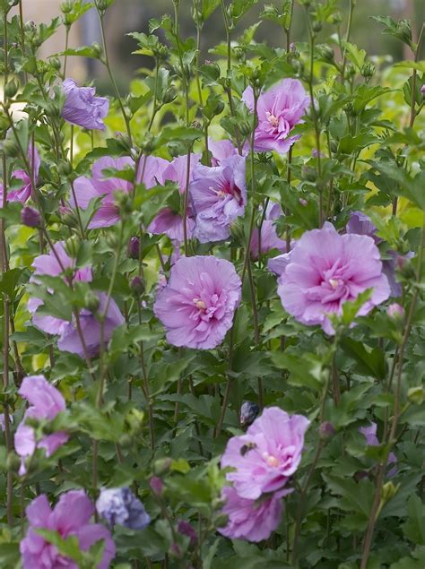 How To Grow Rose Of Sharon Hibiscus Watters Garden Center