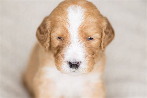 What To Consider Before You Get A Golden Mountain Doodle For Your