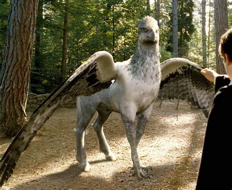 Hippogriffe Wiki Harry Potter Wikia