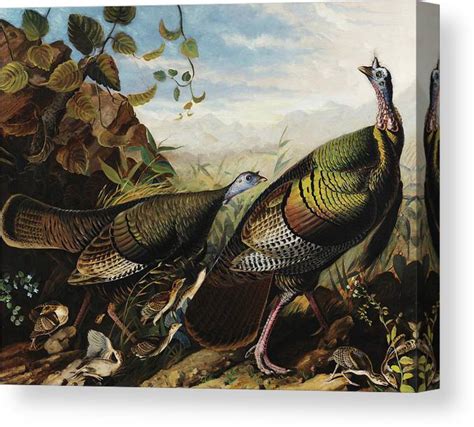 Wild Turkey Cock Hen And Young Canvas Print Canvas Art By John James