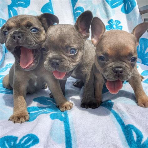 When you adopt a puppy from austin french bulldogs, you will have peace of mind of knowing that they have been given high quality food, have a clean environment, have been. French Bulldog Puppies Texas