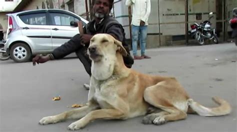 Street Dog With Melon Sized Mass Never Stopped Smiling Pet Rescue Report