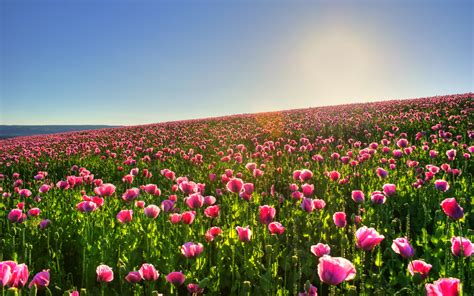 Sunny Spring Meadow Wallpapers And Images Wallpapers